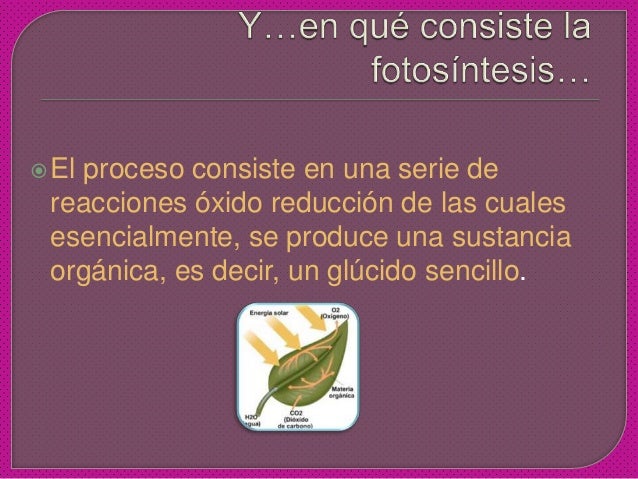 Descargar diapositivas de la fotosintesis 83 Descargar diapositivas de la fotosintesis 1